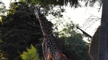 İki zürafa hayvanat bahçesinde etkileşim halindeler.