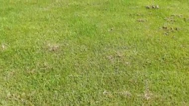 Üst geçit, yemyeşil bir manzarayı gösteriyor.