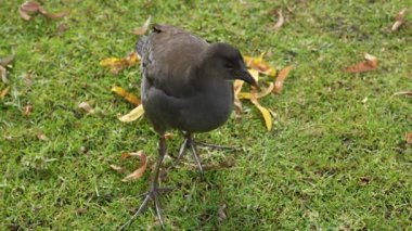 Dusky Moorhen otların üzerinde yiyeceği gagalıyor