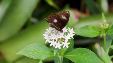 Bir kelebek, yemyeşil yeşilliklerle dolu, yemyeşil bir yağmur ormanında, beyaz bir çiçeğin üzerinde çırpınır.