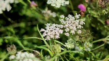 Kar maydanozu ve etrafını saran bitki örtüsü yakın plan.