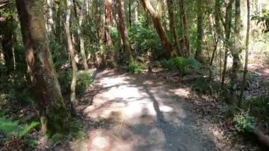 Huzurlu bir orman yolunda huzurlu bir yürüyüş