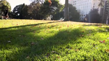 Ağaçlı ve binalı güneşli park