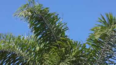 Palmiye yaprakları açık mavi gökyüzünde hareket ediyor