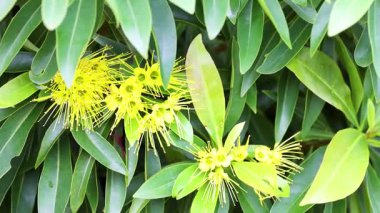 Parlak sarı Xanthostemon çiçekleri yemyeşil yaprakların arasında, doğal gün ışığında Coffs Harbour, NSW 'de yakalandı.