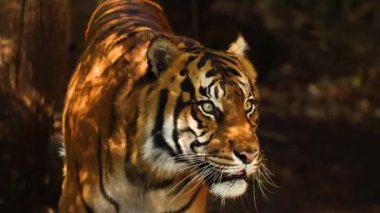 Ormandaki hayvanat bahçesinde yürüyen kaplan.