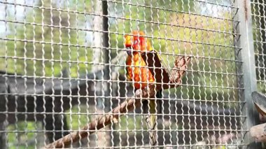 Pazar yerinde bir kafese tünemiş güneş konservesi