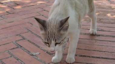 Kedi yürüyüşü, koklama ve uzanma.