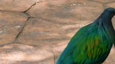 Bir Nicobar güvercini yolda yürüyor