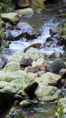 Bereketli bir orman ortamında, yosun kaplı kayaların üzerinde, doğal ışıklandırma ve sabit kamera çalışmalarıyla yakalanmış, dingin bir dere çağlar.