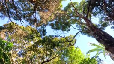 Melbourne Hayvanat Bahçesindeki ağaçlara bakıyorum.