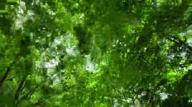 Stirling ormanında yemyeşil yapraklar