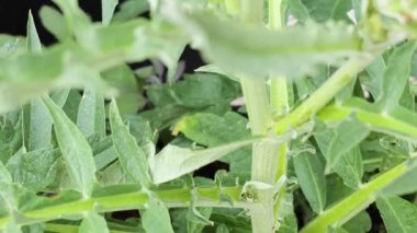 Enginarın zaman atlamalı büyümesi