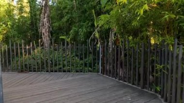 Bereketli bambu manzarasının içinden huzurlu bir yürüyüş