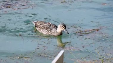 Bir ördek, Yeni Zelanda 'da doğal yeşillik ve yumuşak güneş ışığıyla çevrili huzurlu bir gölette zarifçe yüzer.