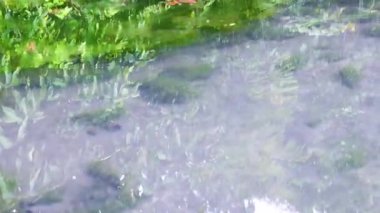 Berrak su yemyeşil su bitkilerinin üzerinde yavaşça akıyor.