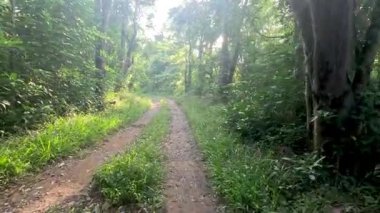 Sakin bir yolda ağaçların arasından süzülen güneş ışığı.