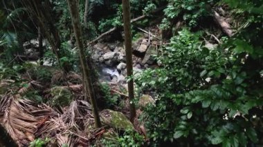 Akan akıntılı yemyeşil orman