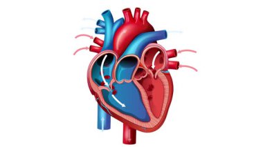 Kalp anatomisi ve kan akışını net ve eğitici görsellerle gösteren mitral kapakçık sarkmasının ayrıntılı animasyonu