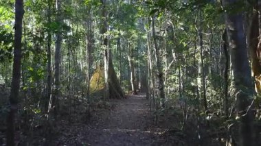 Bereketli yağmur ormanlarında huzurlu bir yürüyüş