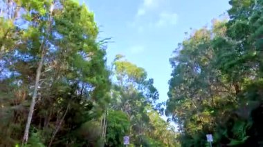 Orman yolu boyunca sakin bir sürüş, açık mavi gökyüzünün altında yükselen ağaçlar ve canlı yeşillikler.
