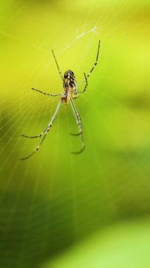 Bir örümcek ağlarını karmaşık bir şekilde canlı yeşil bir arka plana dokuyor, doğal güneş ışığına yakalanıyor.