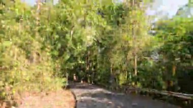 Ağaçlarla çevrili dolambaçlı bir yolda bir araba yolculuğu.