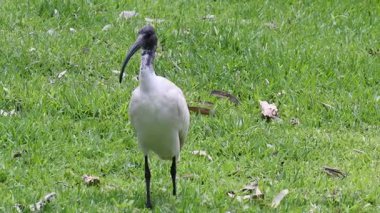 Bir kuş çimenli bir arazide kendini gösteriyordu.