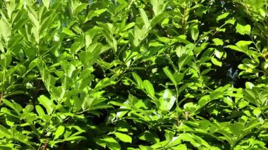 Güneş ışığında yoğun yeşil yaprakların yakın çekimi