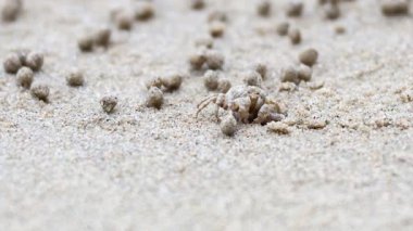 Kumsalda hayalet bir yengeç dolaşıyor.