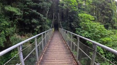 Dorrigo yağmur ormanlarındaki asma köprüden sakin bir yürüyüş, canlı yeşillik ve sakin bir çevre sergiliyor