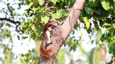 Ayutthaya, Tayland 'da bir ağaca tırmanan sincap.