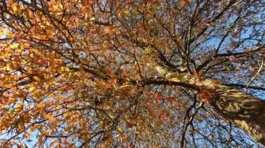 Ağaçtan düşen sonbahar yaprakları