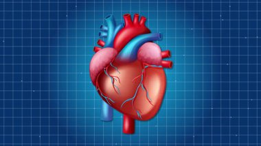 Animasyon kalp ritmik olarak mavi bir şebekeye çarpıyor, kardiyovasküler hareket ve anatomik detayı vurguluyor
