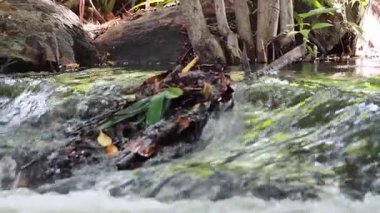 Bangkok parkındaki yemyeşil doğal ortamda akan yumuşak bir dere.