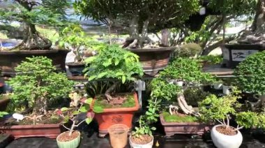 Raflarda çeşitli bonsai ağaçları sergileniyor.