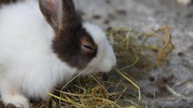 Bir tavşan samanı doğal ortamında kemirir..