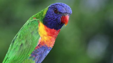 Renkli lori doğada etkileşim ve uçma