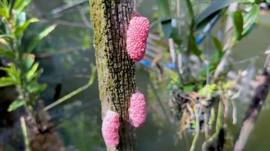 Sudaki ağaca bağlı pembe yumurtalar
