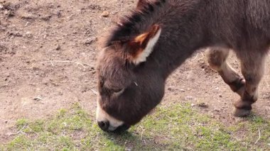 Avustralya, Ballarat 'ta ot yiyen bir eşek.