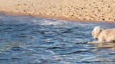 Köpek Brighton Sahili 'nde suyun tadını çıkarıyor.