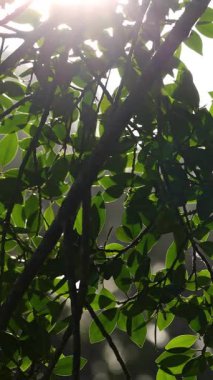 Güneş ışığı yemyeşil yaprakların arasından akar, Gold Coast, Avustralya 'da dingin ve doğal bir atmosfer yaratır.