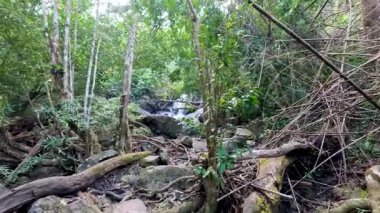 Yoğun tropikal ormanda akan küçük şelale.