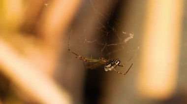 Altın Sahil Bahçesinde Örümcek ağı örüyor