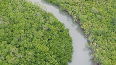 Drone görüntüleri Port Douglas 'ta dolambaçlı bir nehir boyunca canlı yeşil mangrovlar yakalıyor, doğal güzellikler ve huzurlu manzaralar sergiliyor.