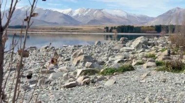 Berrak mavi gökyüzünün altında kayalık kıyıları ve karla kaplı dağlarla Tekapo Gölü 'nün huzurlu manzarası