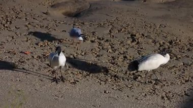 Martı ve Ibis kumsalda etkileşim halindeler.