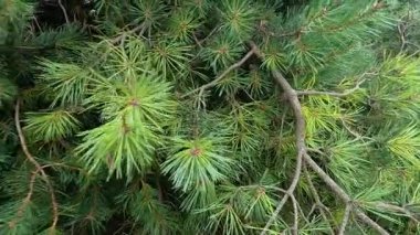 İskoç çam dalları rüzgarda sallanıyor.