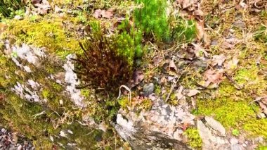 Yosun tabakasının zaman aşımı kaya yüzeyinde genişliyor