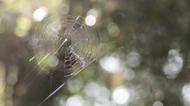 Örümcek ağı ormandaki su damlalarıyla parıldıyor